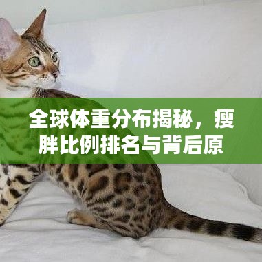 全球体重分布揭秘，瘦胖比例排名与背后原因探究