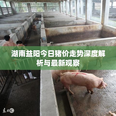 湖南益阳今日猪价走势深度解析与最新观察