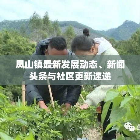 凤山镇最新发展动态、新闻头条与社区更新速递
