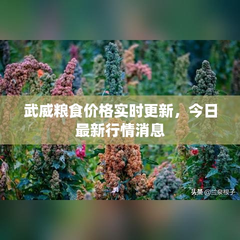 武威粮食价格实时更新，今日最新行情消息
