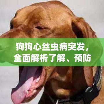 狗狗心丝虫病突发，全面解析了解、预防与应对措施