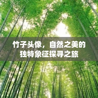 竹子头像，自然之美的独特象征探寻之旅