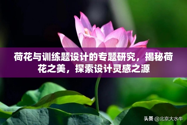 荷花与训练题设计的专题研究，揭秘荷花之美，探索设计灵感之源