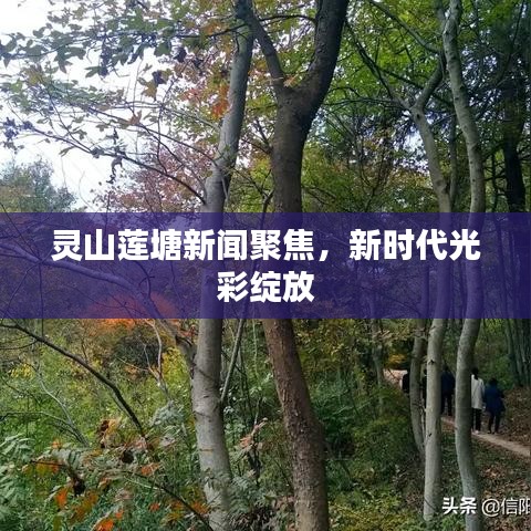 灵山莲塘新闻聚焦，新时代光彩绽放