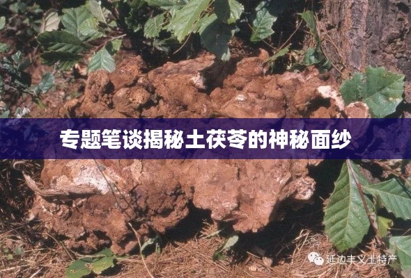 专题笔谈揭秘土茯苓的神秘面纱