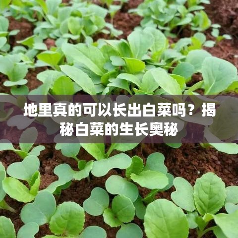 地里真的可以长出白菜吗？揭秘白菜的生长奥秘