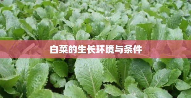 白菜的生长环境与条件