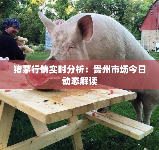 猪茅行情实时分析：贵州市场今日动态解读