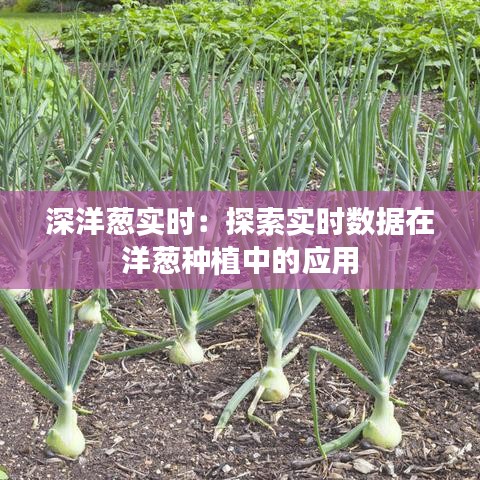 深洋葱实时：探索实时数据在洋葱种植中的应用