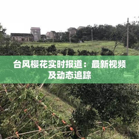 台风樱花实时报道：最新视频及动态追踪