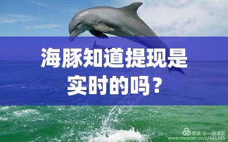 海豚知道提现是实时的吗？