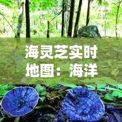 海灵芝实时地图：海洋生物资源监测的新利器