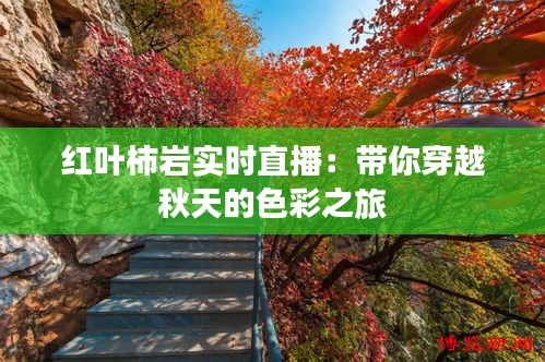 红叶柿岩实时直播：带你穿越秋天的色彩之旅