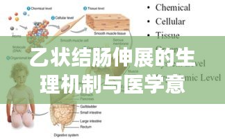 乙状结肠伸展的生理机制与医学意义解析