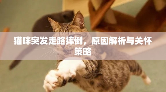 猫咪突发走路摔倒，原因解析与关怀策略