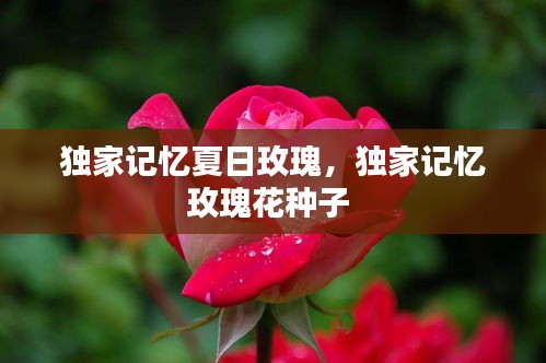 独家记忆夏日玫瑰，独家记忆玫瑰花种子 