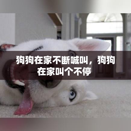 狗狗在家不断喊叫，狗狗在家叫个不停 