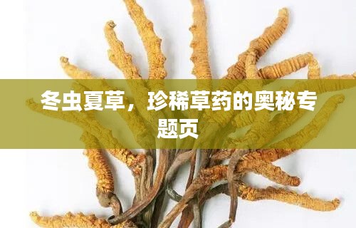 冬虫夏草，珍稀草药的奥秘专题页