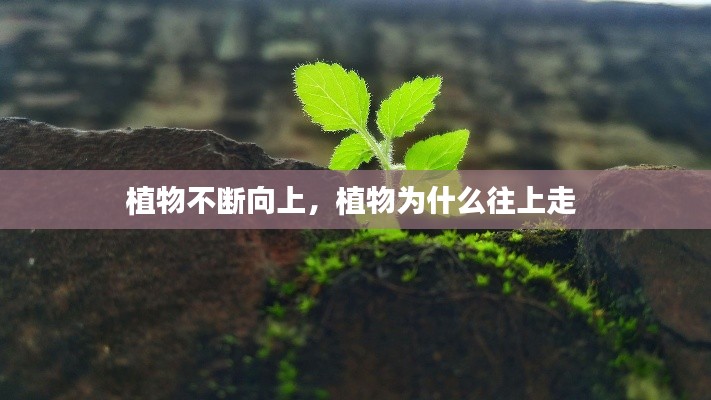 植物不断向上，植物为什么往上走 