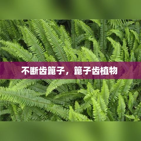 不断齿篦子，篦子齿植物 