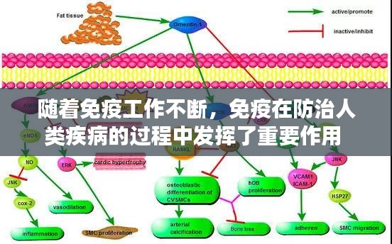 随着免疫工作不断，免疫在防治人类疾病的过程中发挥了重要作用 