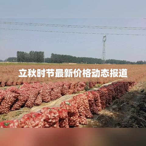 立秋时节最新价格动态报道