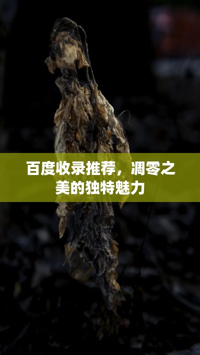 百度收录推荐，凋零之美的独特魅力