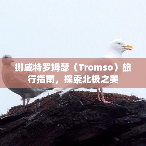 挪威特罗姆瑟（Tromso）旅行指南，探索北极之美