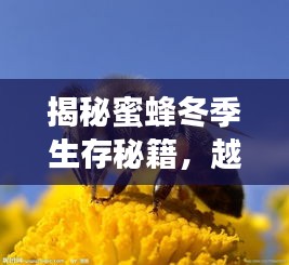 揭秘蜜蜂冬季生存秘籍，越冬不结团现象大解析