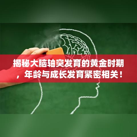 揭秘大脑轴突发育的黄金时期，年龄与成长发育紧密相关！