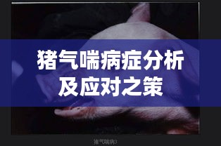 猪气喘病症分析及应对之策