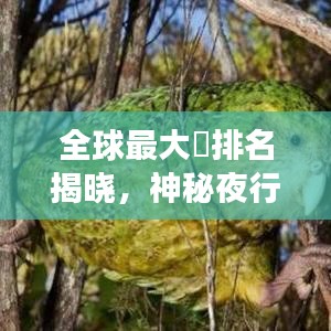 全球最大鸮排名揭晓，神秘夜行猛禽震撼上榜