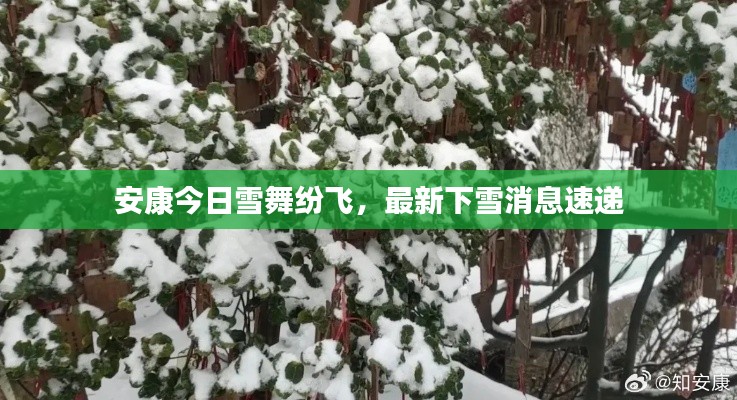 安康今日雪舞纷飞，最新下雪消息速递