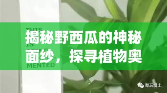 揭秘野西瓜的神秘面纱，探寻植物奥秘之旅