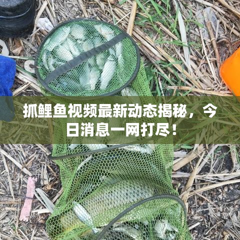 抓鲤鱼视频最新动态揭秘，今日消息一网打尽！