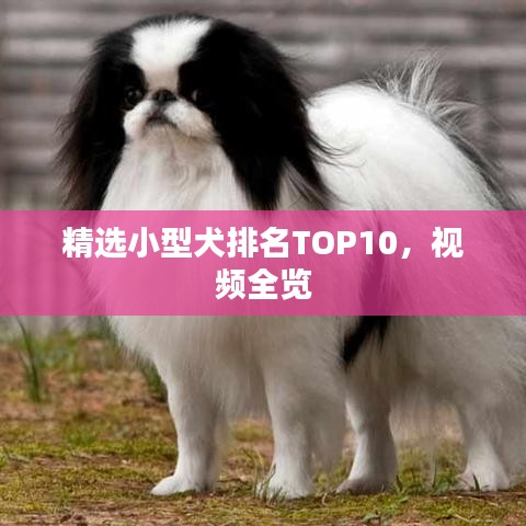 精选小型犬排名TOP10，视频全览