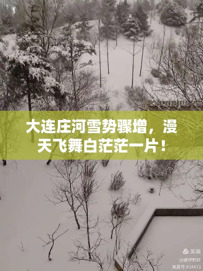 大连庄河雪势骤增，漫天飞舞白茫茫一片！