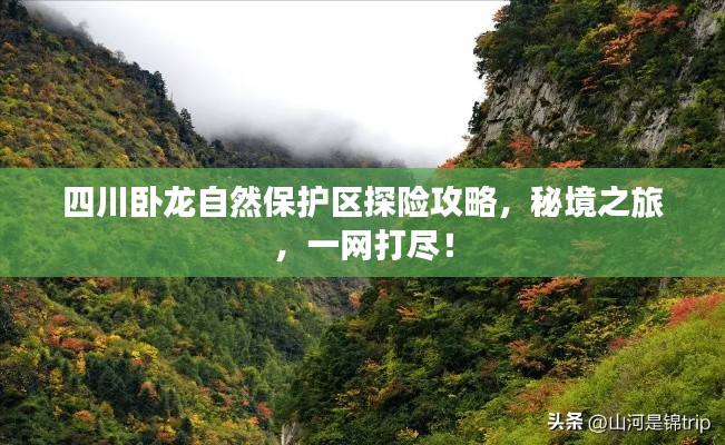 四川卧龙自然保护区探险攻略，秘境之旅，一网打尽！