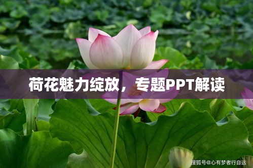 荷花魅力绽放，专题PPT解读