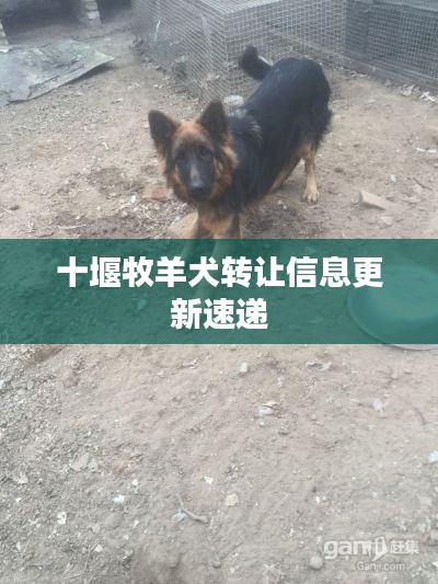 十堰牧羊犬转让信息更新速递