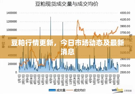 豆粕行情更新，今日市场动态及最新消息