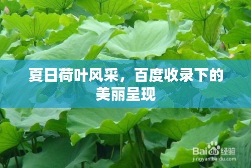 夏日荷叶风采，百度收录下的美丽呈现