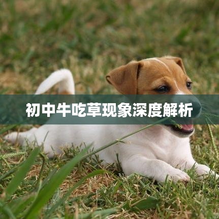初中牛吃草现象深度解析