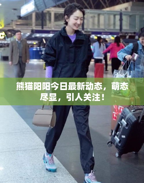 熊猫阳阳今日最新动态，萌态尽显，引人关注！