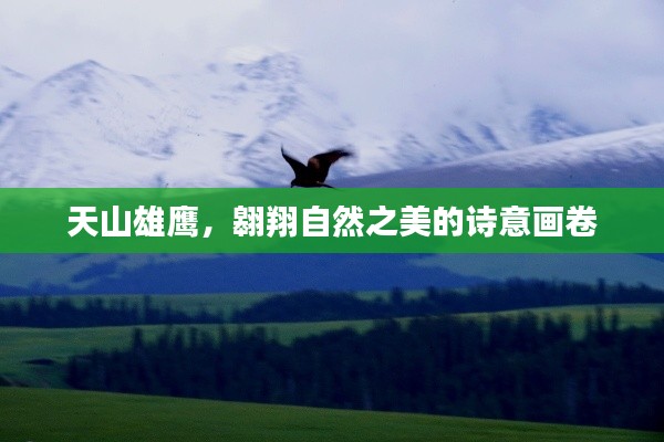 天山雄鹰，翱翔自然之美的诗意画卷