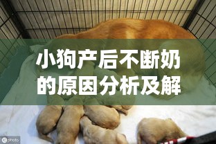 小狗产后不断奶的原因分析及解决策略