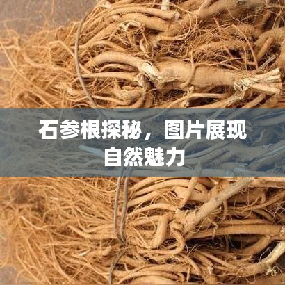 石参根探秘，图片展现自然魅力